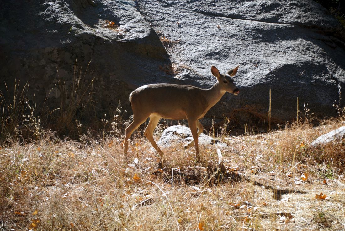 A deer seen in Yosemite National Park
