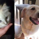 Leahs_pets.jpg