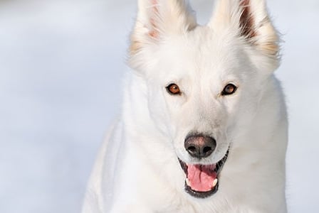 Dogs and Toxic Chemicals
