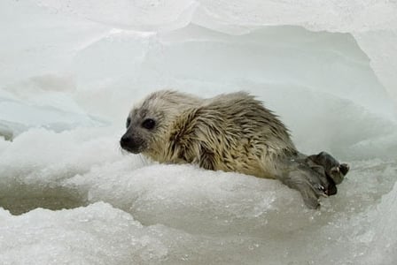 Wildlife Wednesday: Ringed Seal