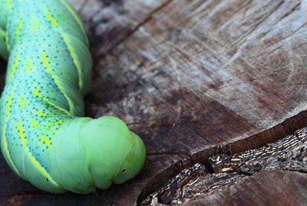 Without Insects Plants Lose to Natural Selection
