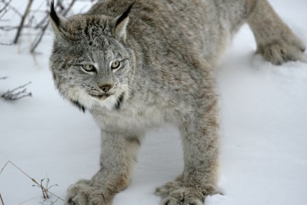 Wildlife Wednesday: Canada Lynx