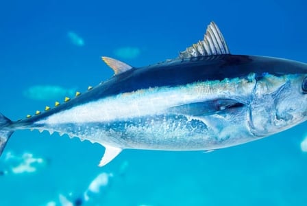Wildlife Wednesday: Atlantic Bluefin Tuna
