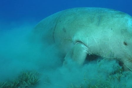 Wildlife Wednesday: Dugong
