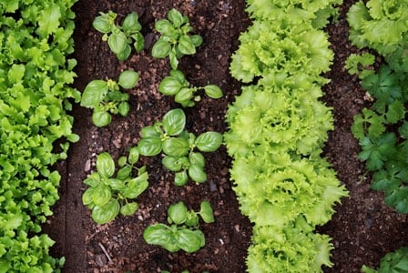 It\'s Time to Get your Garden Ready!
