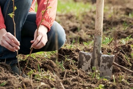 Creating a Low-Allergen Garden
