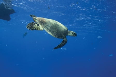 Plastic in Our Oceans
