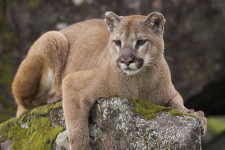 It\'s National Wildlife Week
