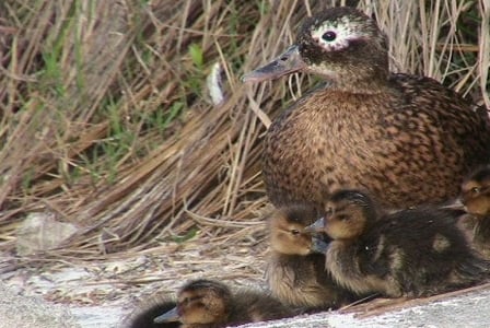 Wildlife Wednesday: Laysan Duck
