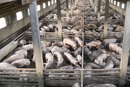 This Little Piggy Won\'t Go to Market
