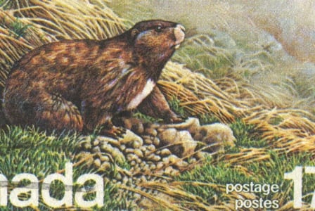 Wildlife Wednesday: Vancouver Island Marmot
