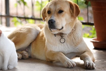 How Healthy Are Your Pets?
