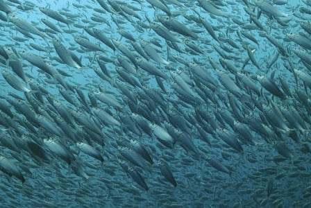 Loaves and Fishes
