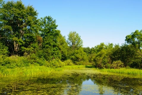It\'s World Wetlands Day
