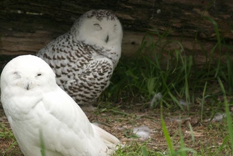 It\'s Snowing Owls!
