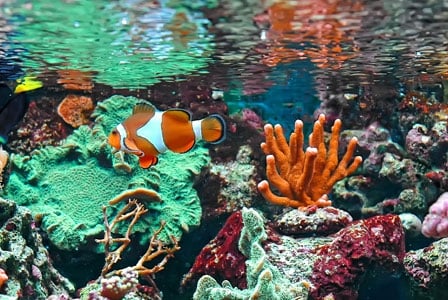 Eco-Friendly Ways to Care for Pet Fish
