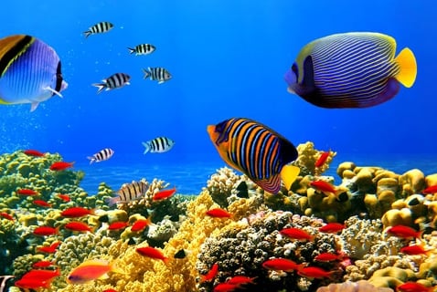 Another Consequence of Carbon Dioxide in the Oceans: Sick Fish
